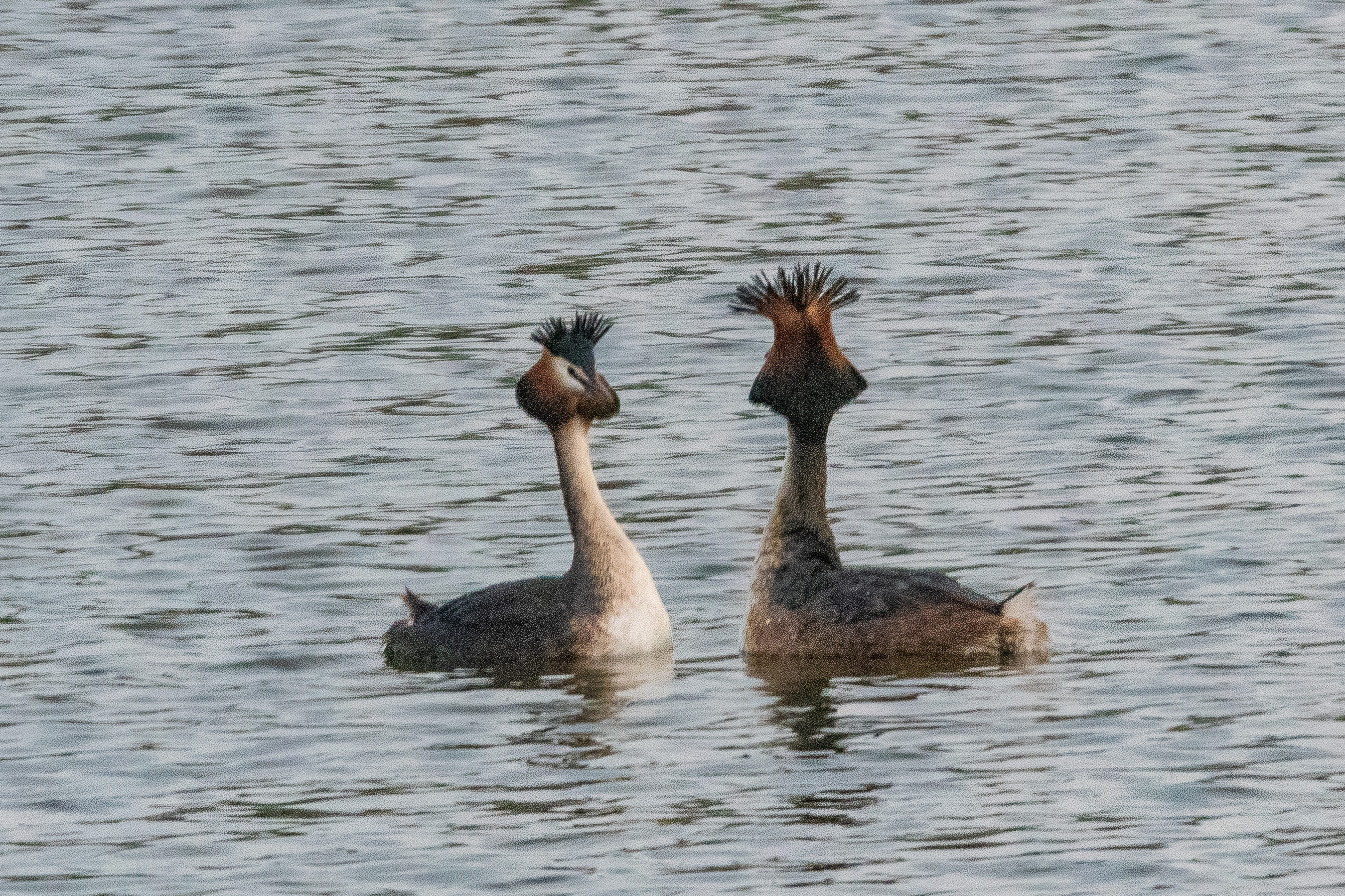 Grèbes huppés (Great crested grebe, Podiceps cristatus), parade nuptiale 2, Dépôt 54 de la Réserve Naturelle de Mont-Bernanchon, Hauts de France.